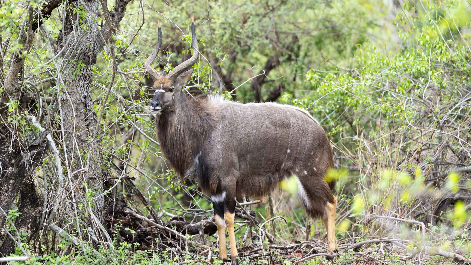 Kruger25 2025 10 31 08 50 28 ILCE 9M3 1430